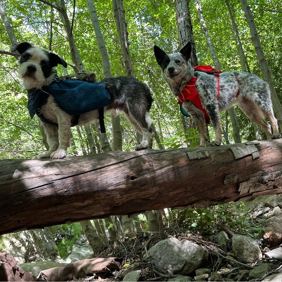 Meet your Poshers, Danica and Leota - Picture 2 of 2